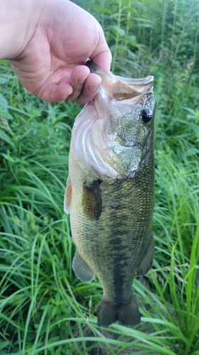 ラージマウスバスの釣果