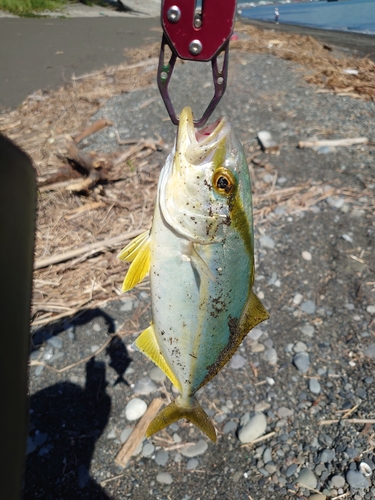 ショゴの釣果