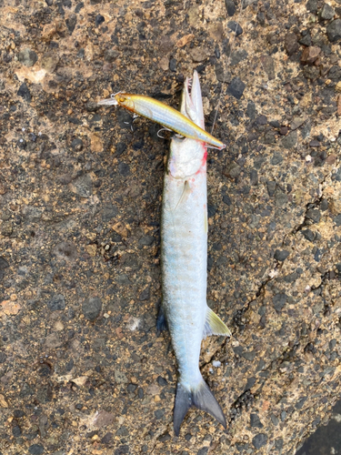 オニカマスの釣果