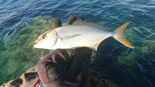 ネリゴの釣果