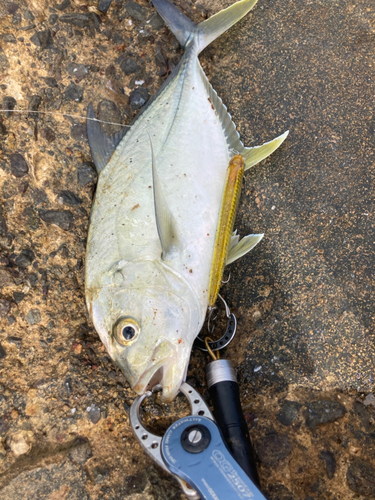 オニヒラアジの釣果