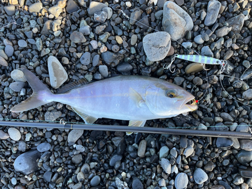 ショゴの釣果