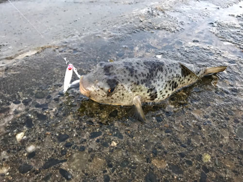 フグの釣果