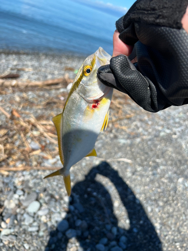 ショゴの釣果