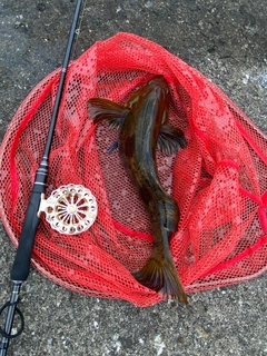 アブラコの釣果