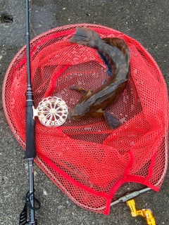 アブラコの釣果