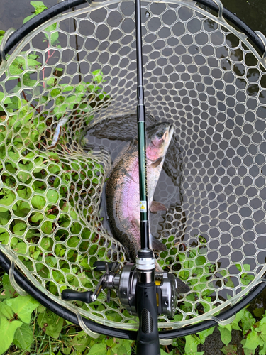 ニジマスの釣果