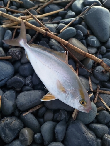 ショゴの釣果