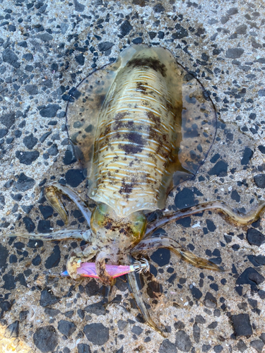 イカの釣果