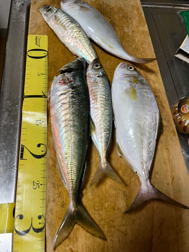 アジの釣果