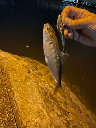 コノシロの釣果