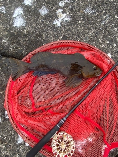 アブラコの釣果