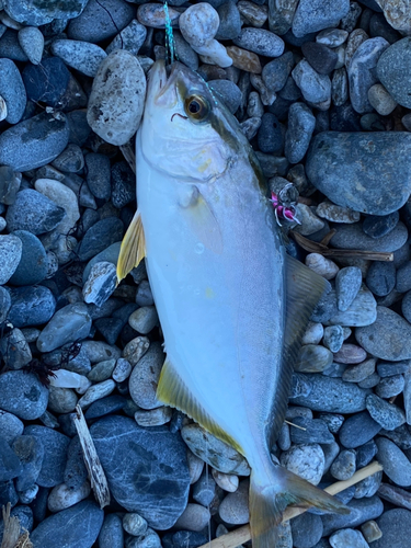 ショゴの釣果