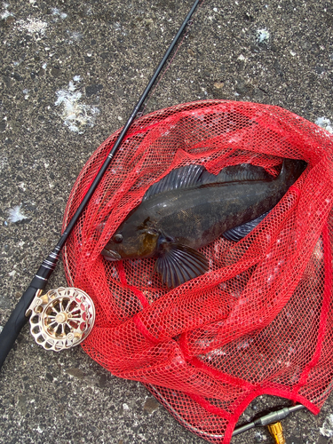 アブラコの釣果