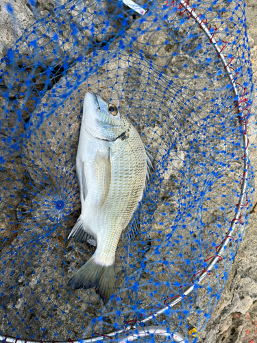 ナンヨウチヌの釣果