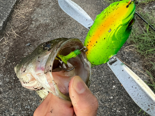 ブラックバスの釣果