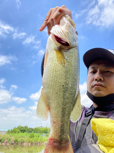 ブラックバスの釣果