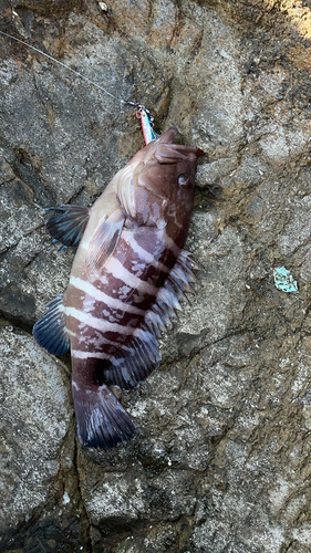 マハタの釣果