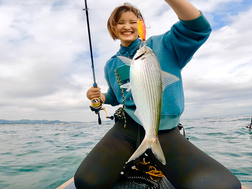 コノシロの釣果