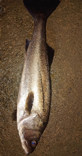 スズキの釣果