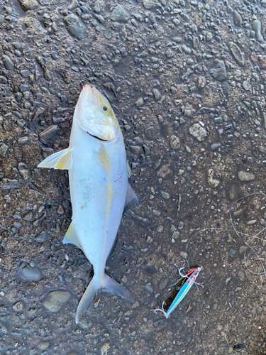 ショゴの釣果