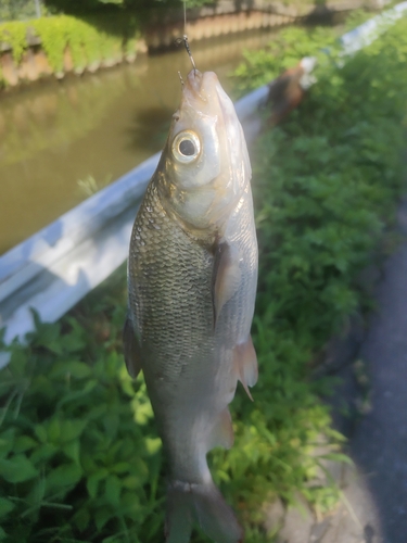 ワタカの釣果