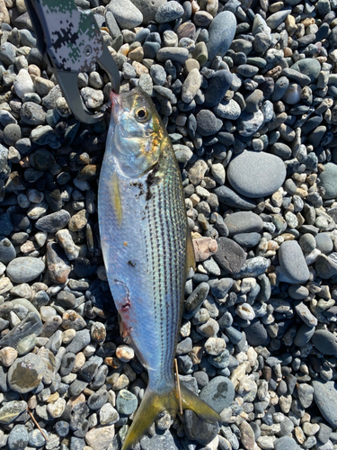 コノシロの釣果