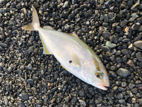 ショゴの釣果