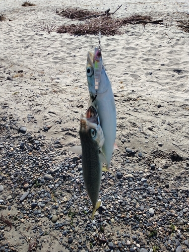 サバの釣果