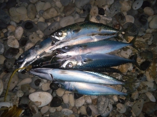 サバの釣果