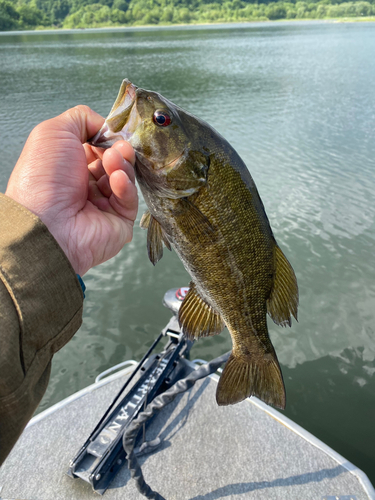 スモールマウスバスの釣果