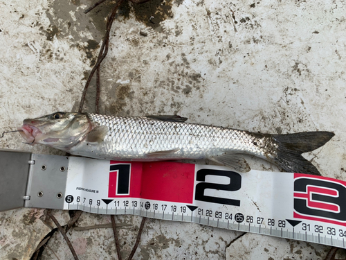 ニゴイの釣果