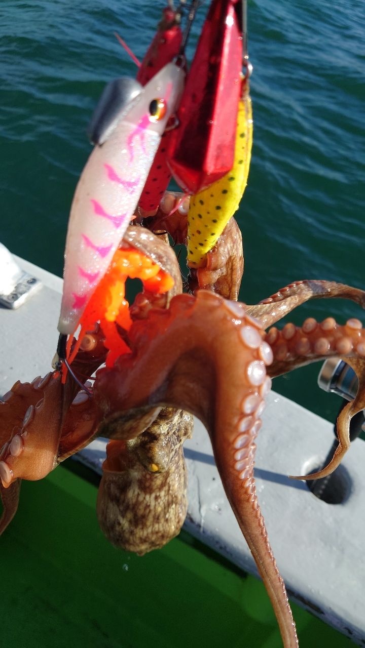 ぼ〜ずの向う側さんの釣果 2枚目の画像