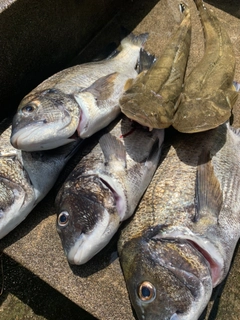 クロダイの釣果