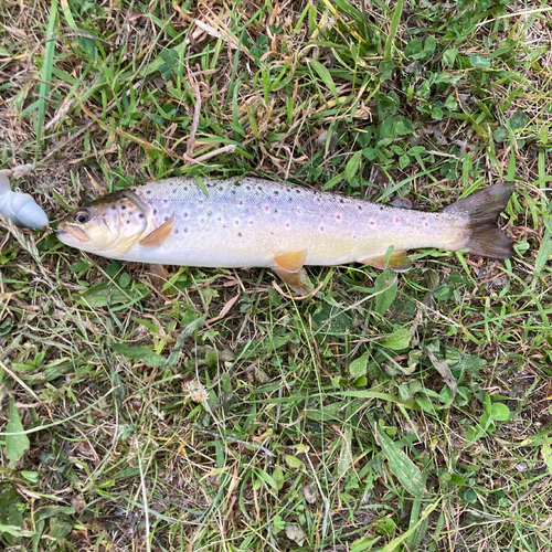 ブラウントラウトの釣果