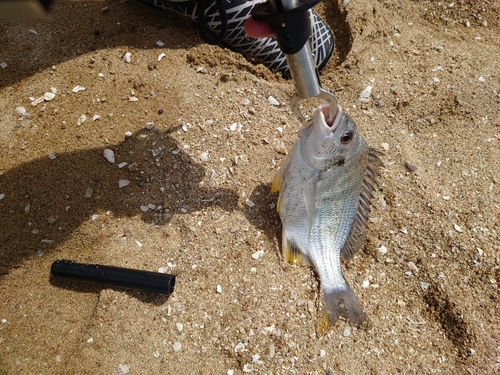 キスの釣果