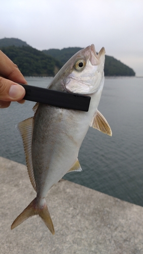 ショゴの釣果