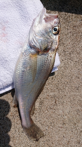 イシモチの釣果