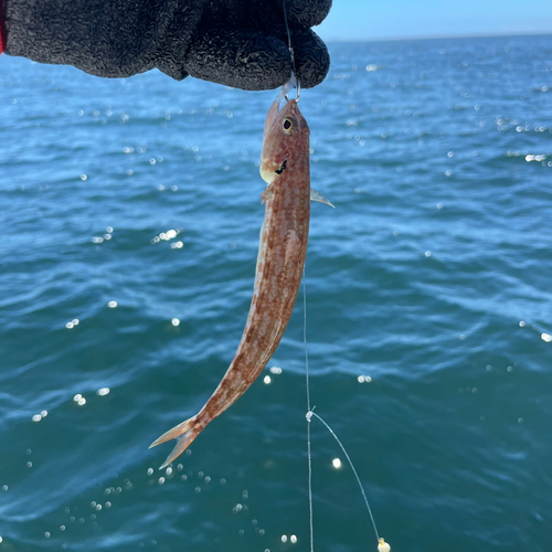 ホシノエソの釣果