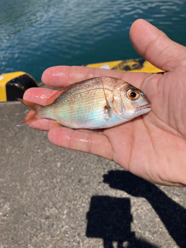 レンコダイの釣果