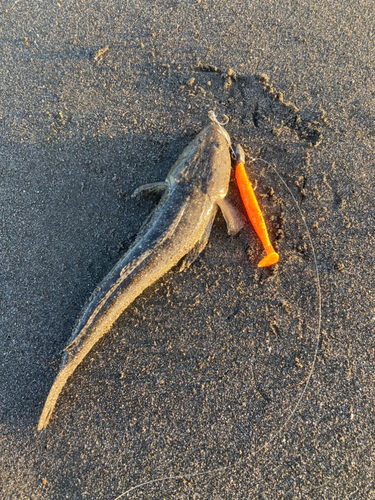 マゴチの釣果