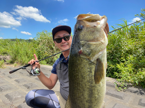 ブラックバスの釣果