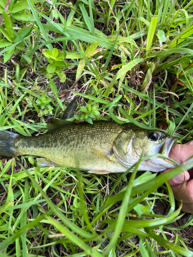 ブラックバスの釣果