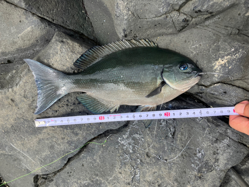 メジナの釣果