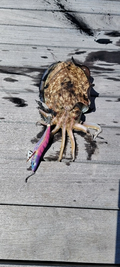 コウイカの釣果