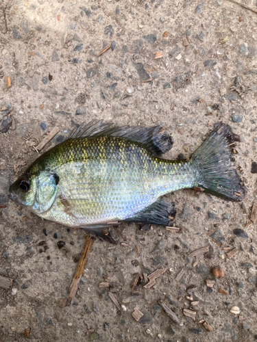 ブルーギルの釣果