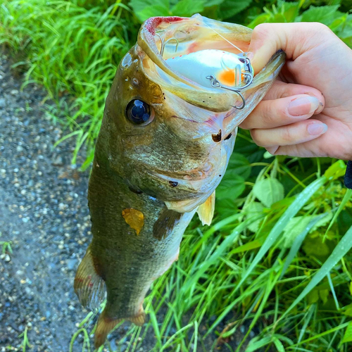 ラージマウスバスの釣果