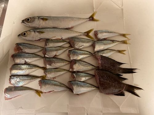 サバの釣果