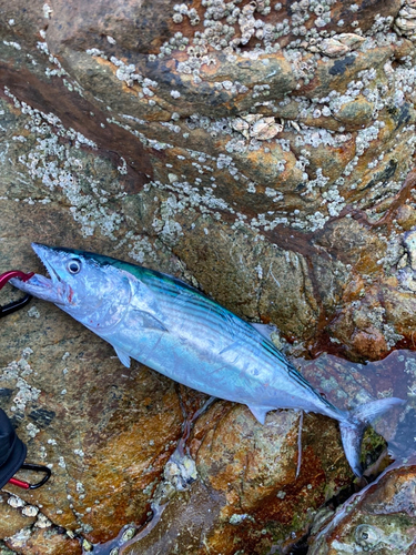 ハガツオの釣果