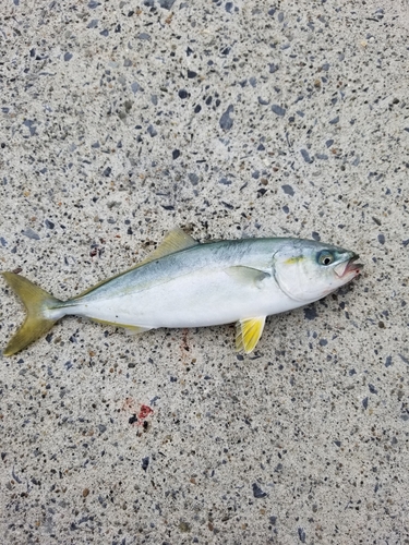 ワカシの釣果